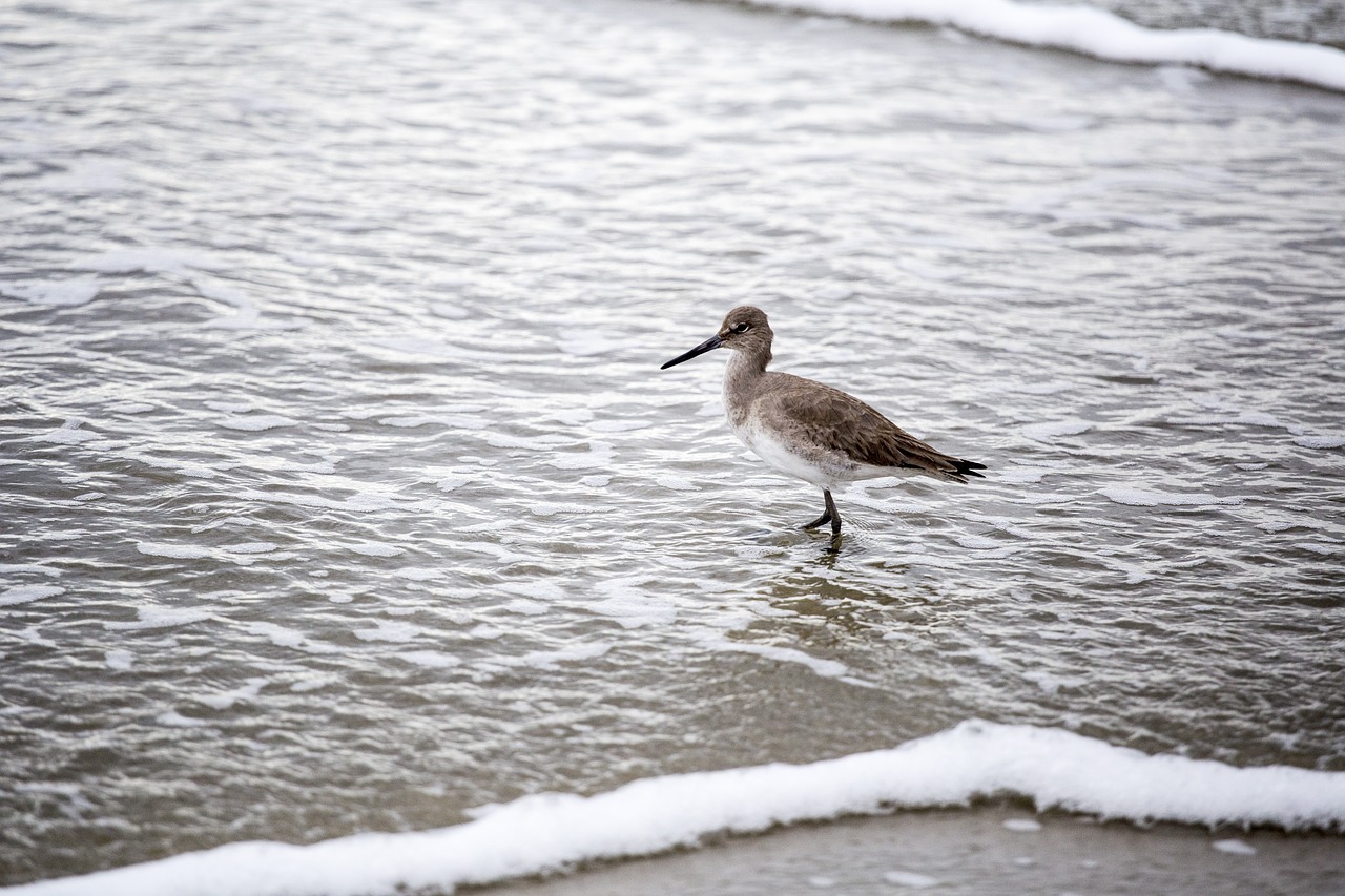 bird water shore free photo