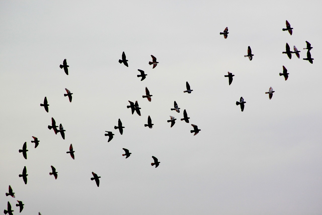 bird pigeon pigeons free photo