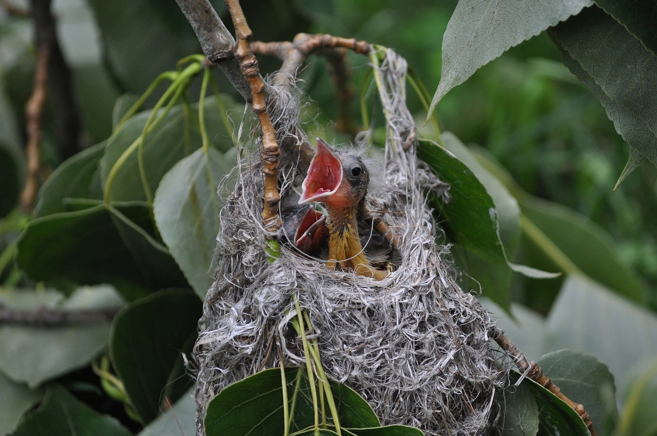 bird baby nest free photo