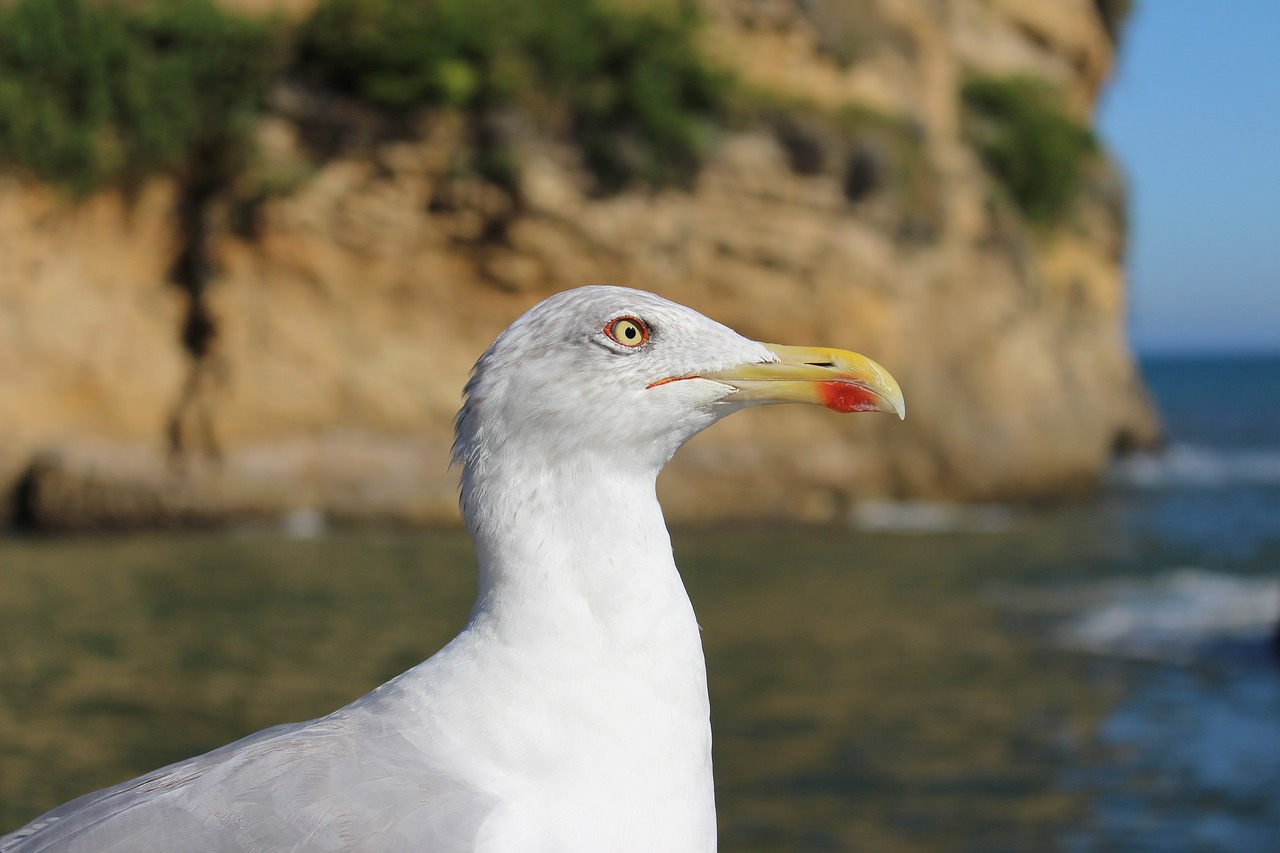 bird sea seagull free photo