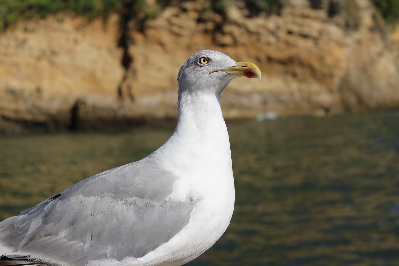 bird sea seagull free photo