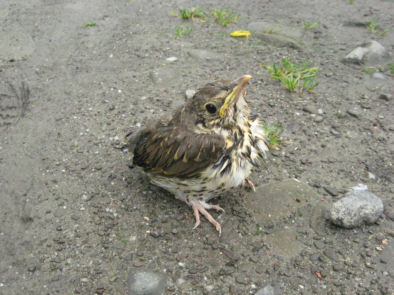 bird young nature free photo