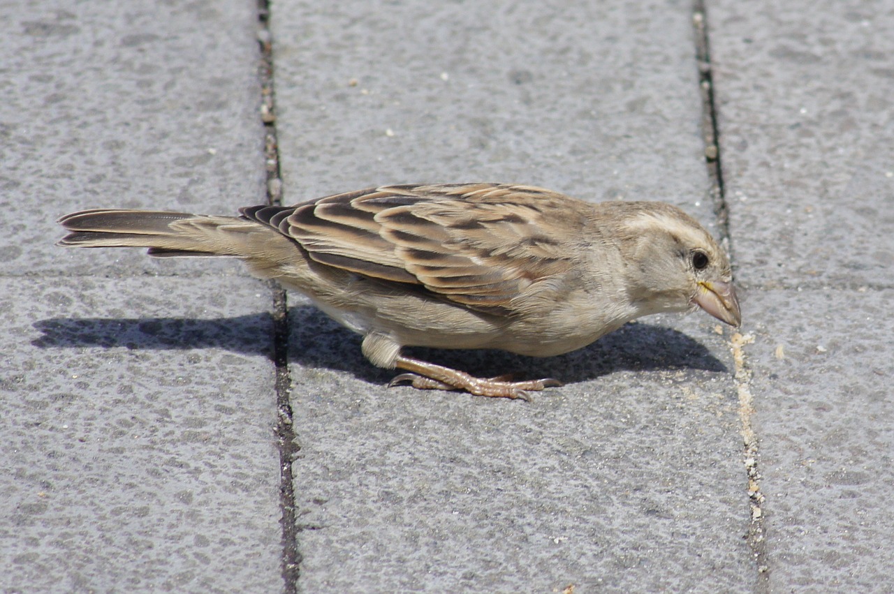 bird sparrow macro free photo