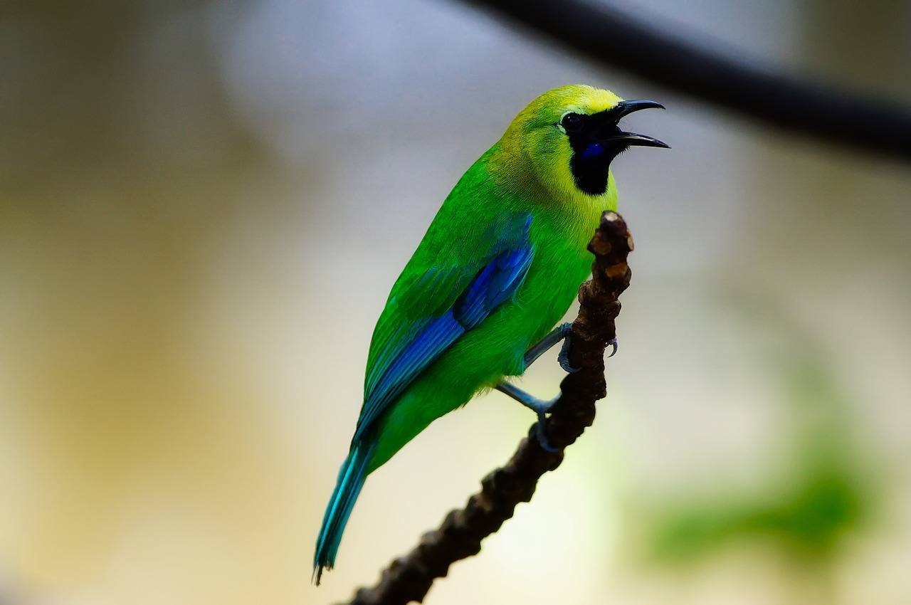 bird wildlife macro free photo