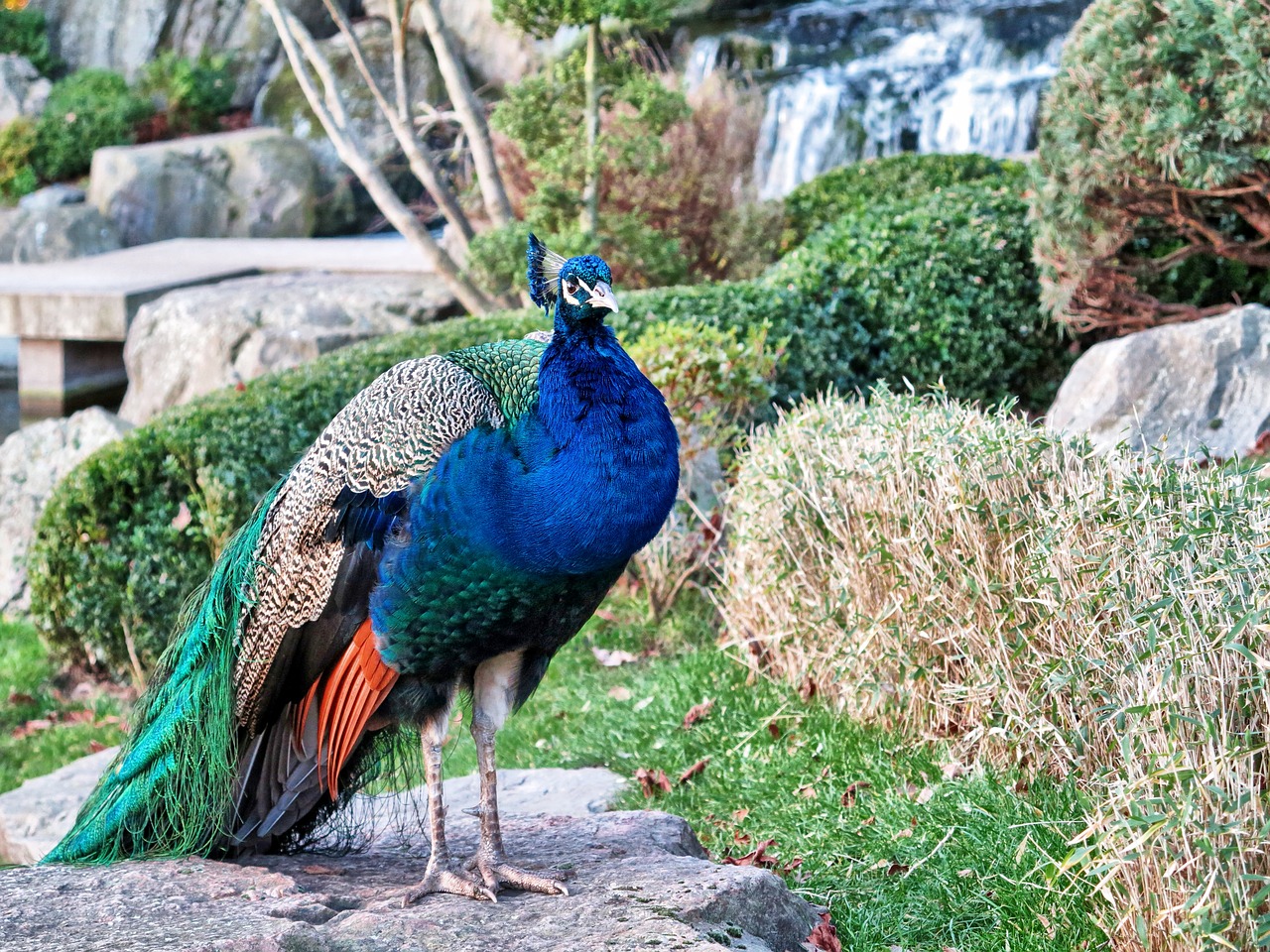 bird peafowl peacock free photo