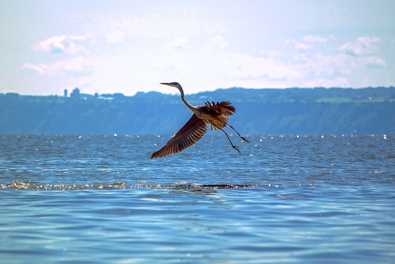 bird great blue heron animal free photo