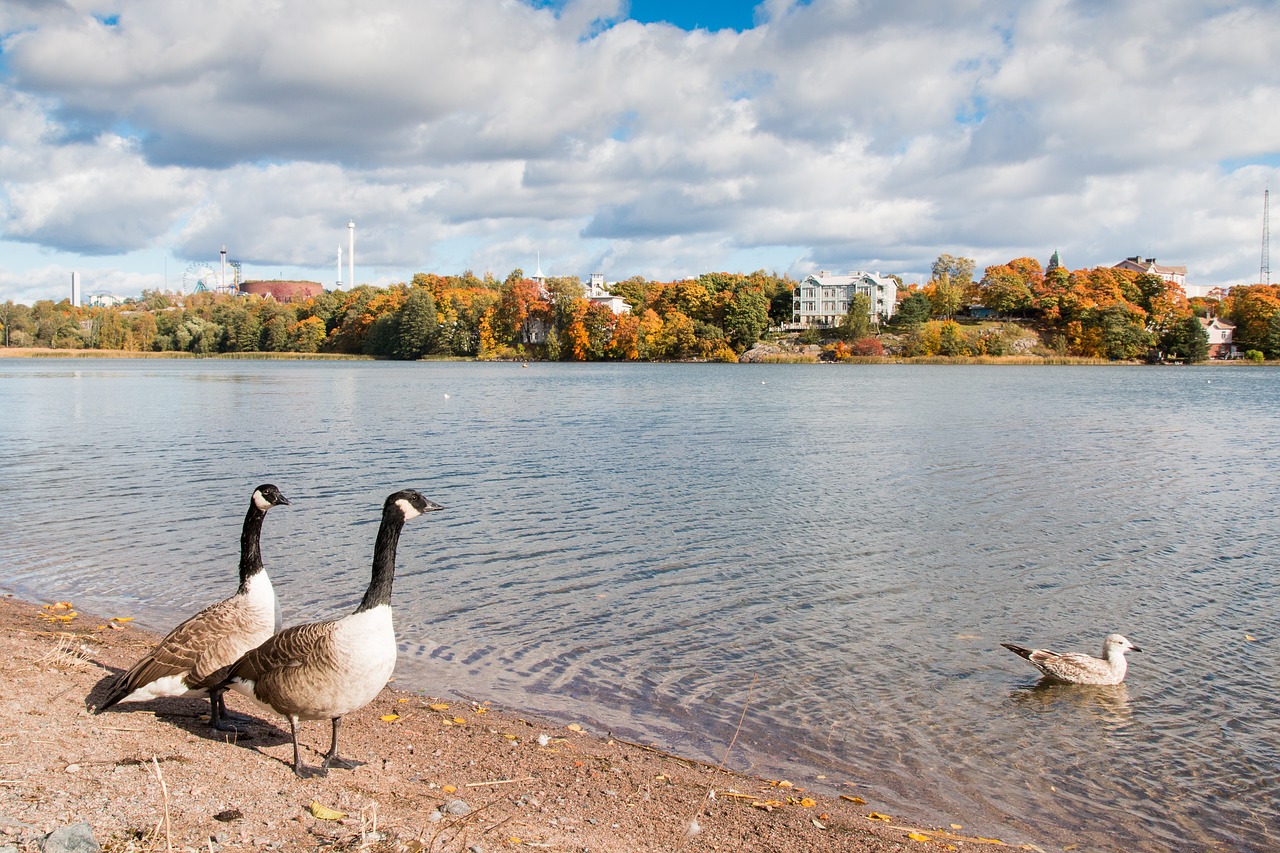 bird goose canada goose free photo