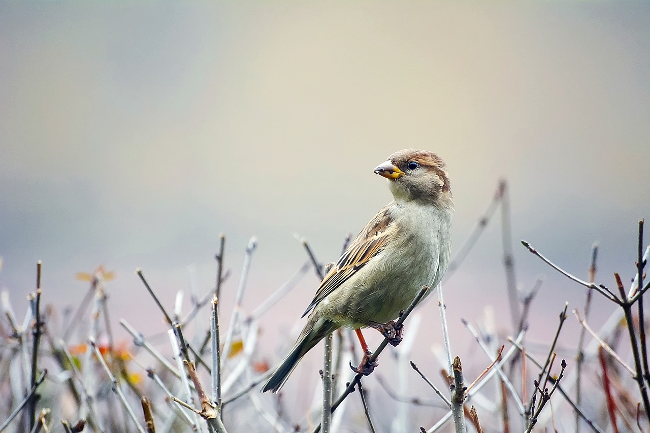bird sparrow wildlife free photo