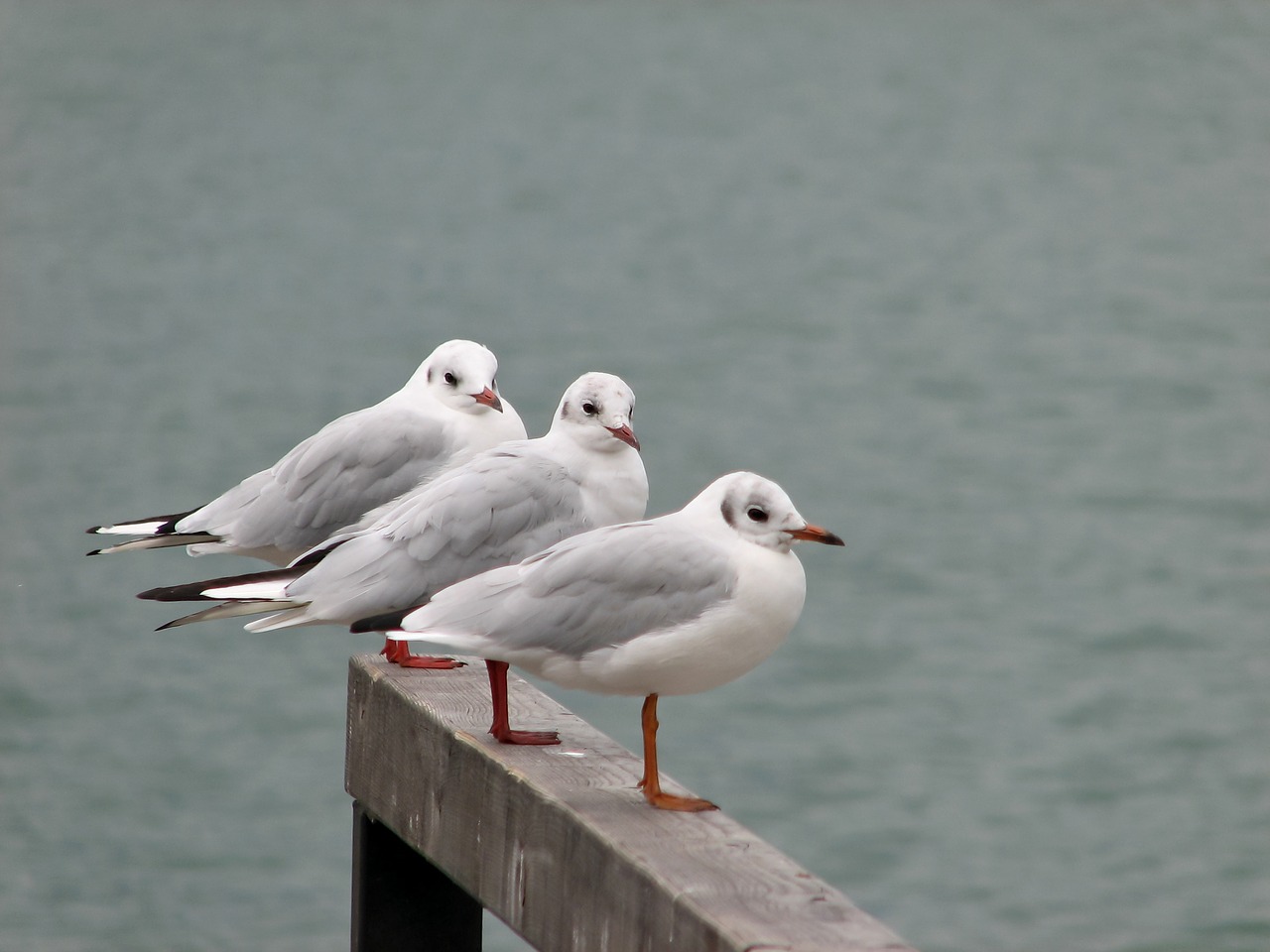 bird seagull water bird free photo