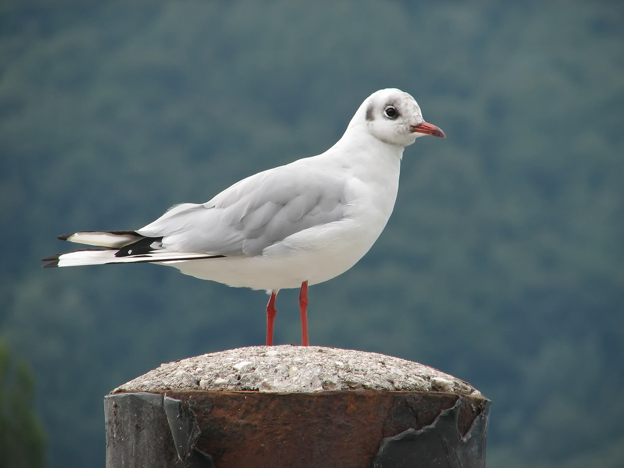 bird seagull water bird free photo