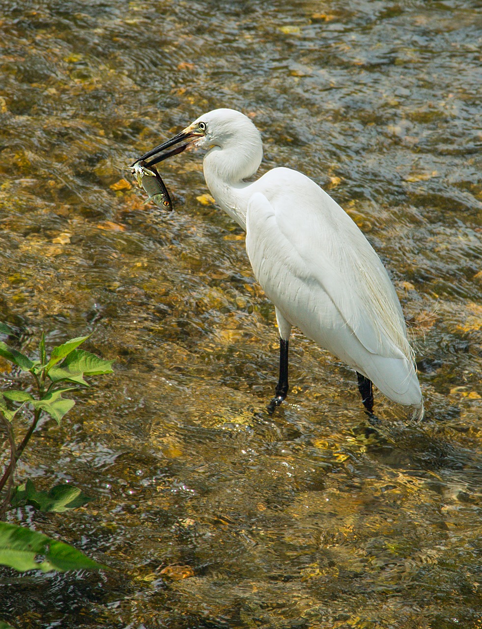 bird egret fish free photo