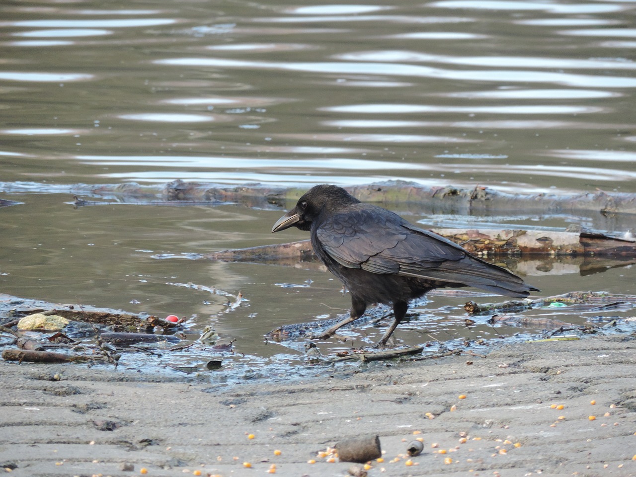 bird black corneille free photo