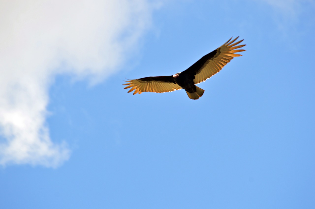 bird flying skies free photo