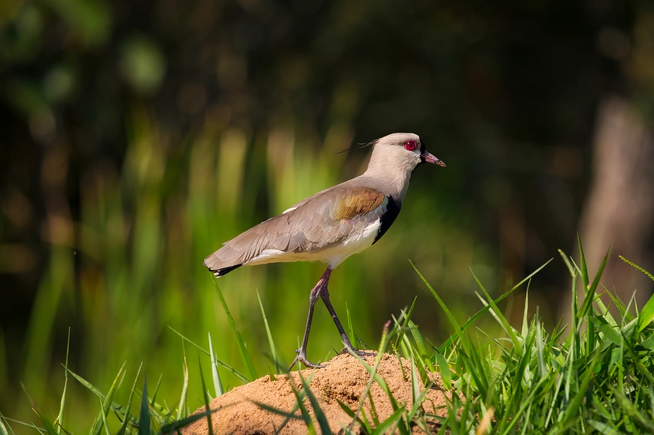 bird wildlife macro free photo