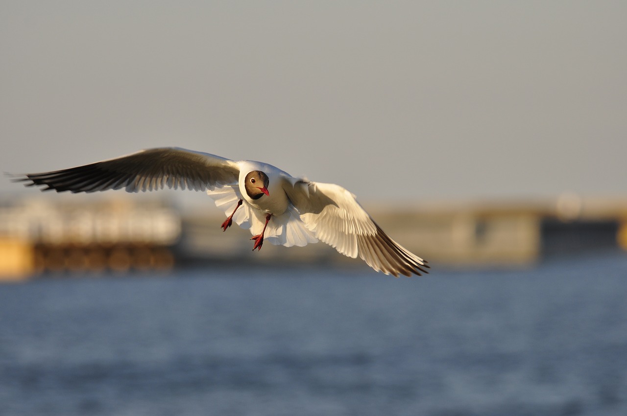 bird seagull sea free photo