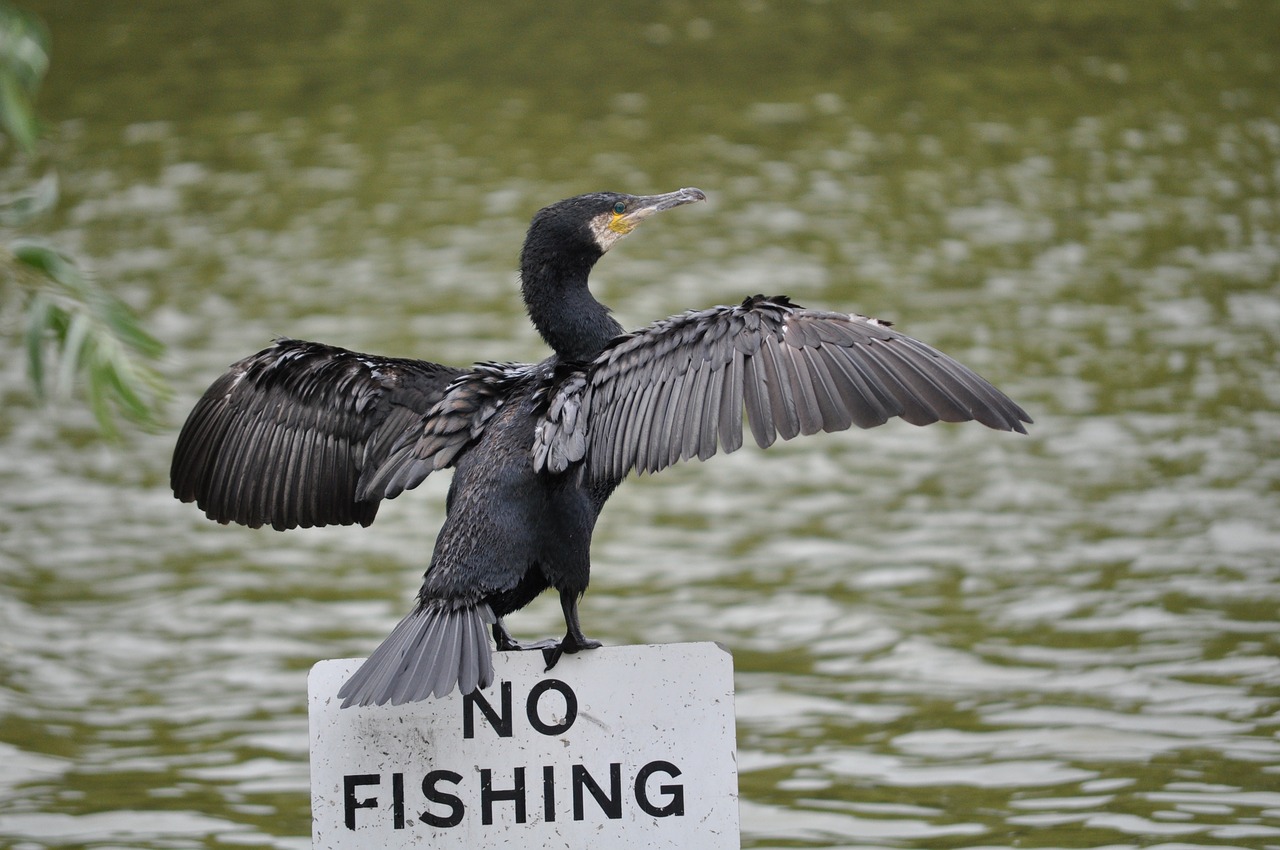 bird cormorant wildlife free photo