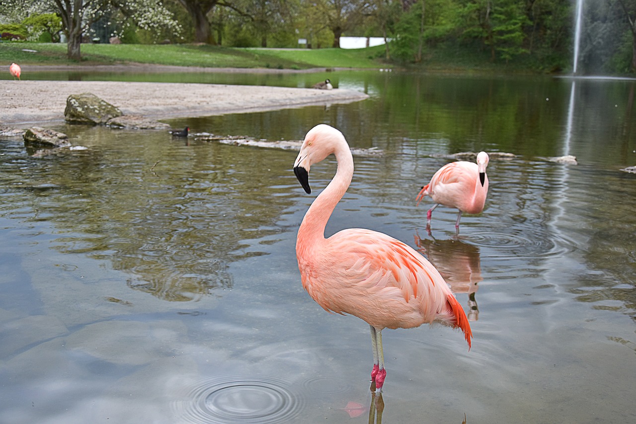 bird lake birds free photo