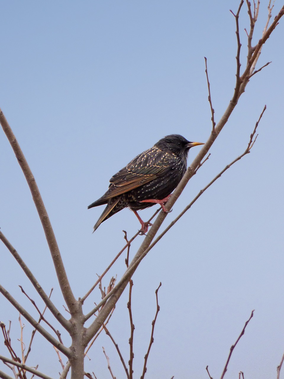 bird starling branch free photo