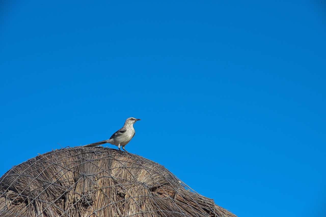 bird wildlife nature free photo