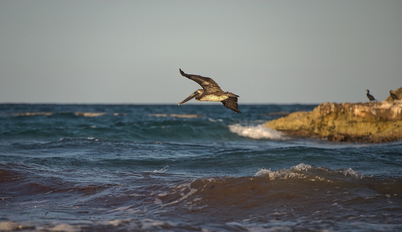 bird cormoran sea free photo