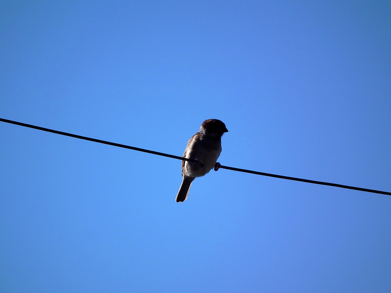 bird sparrow sky free photo