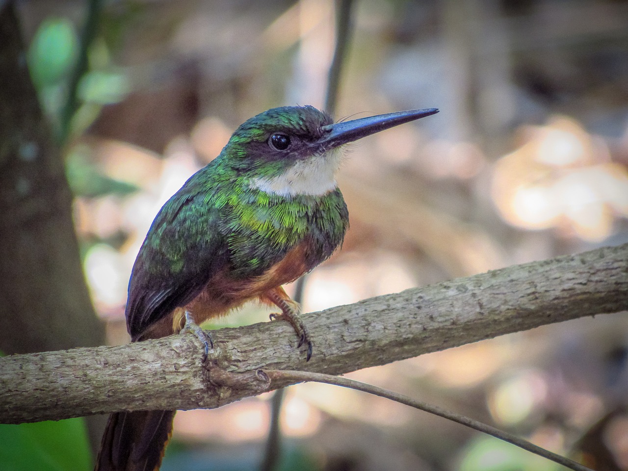 bird nature wildlife free photo