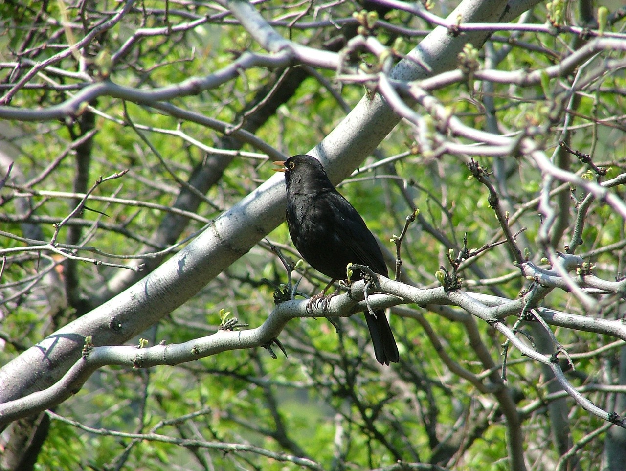 bird blackbirds thrush free photo