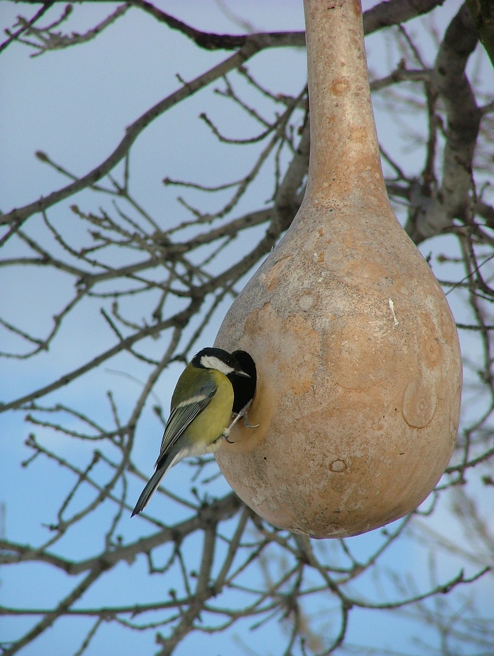 bird nature animal free photo