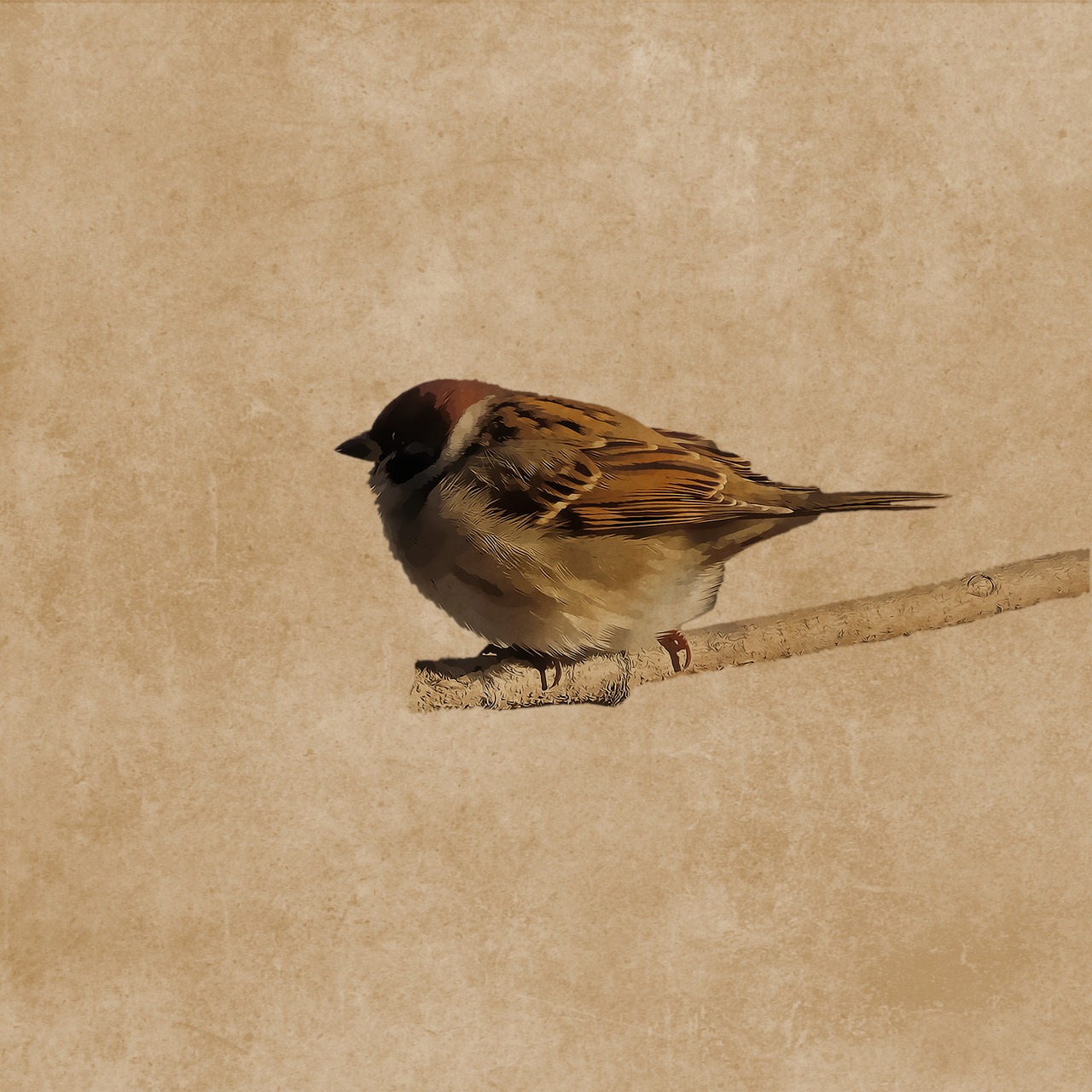 bird sparrow plumage free photo