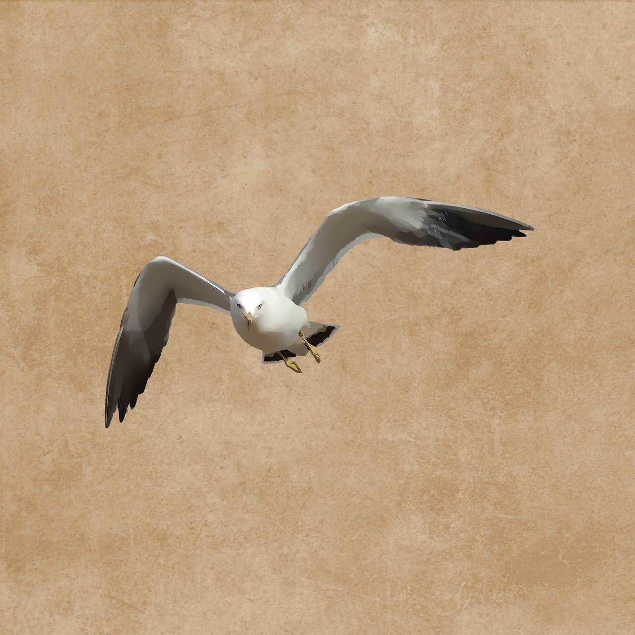 bird seagull plumage free photo