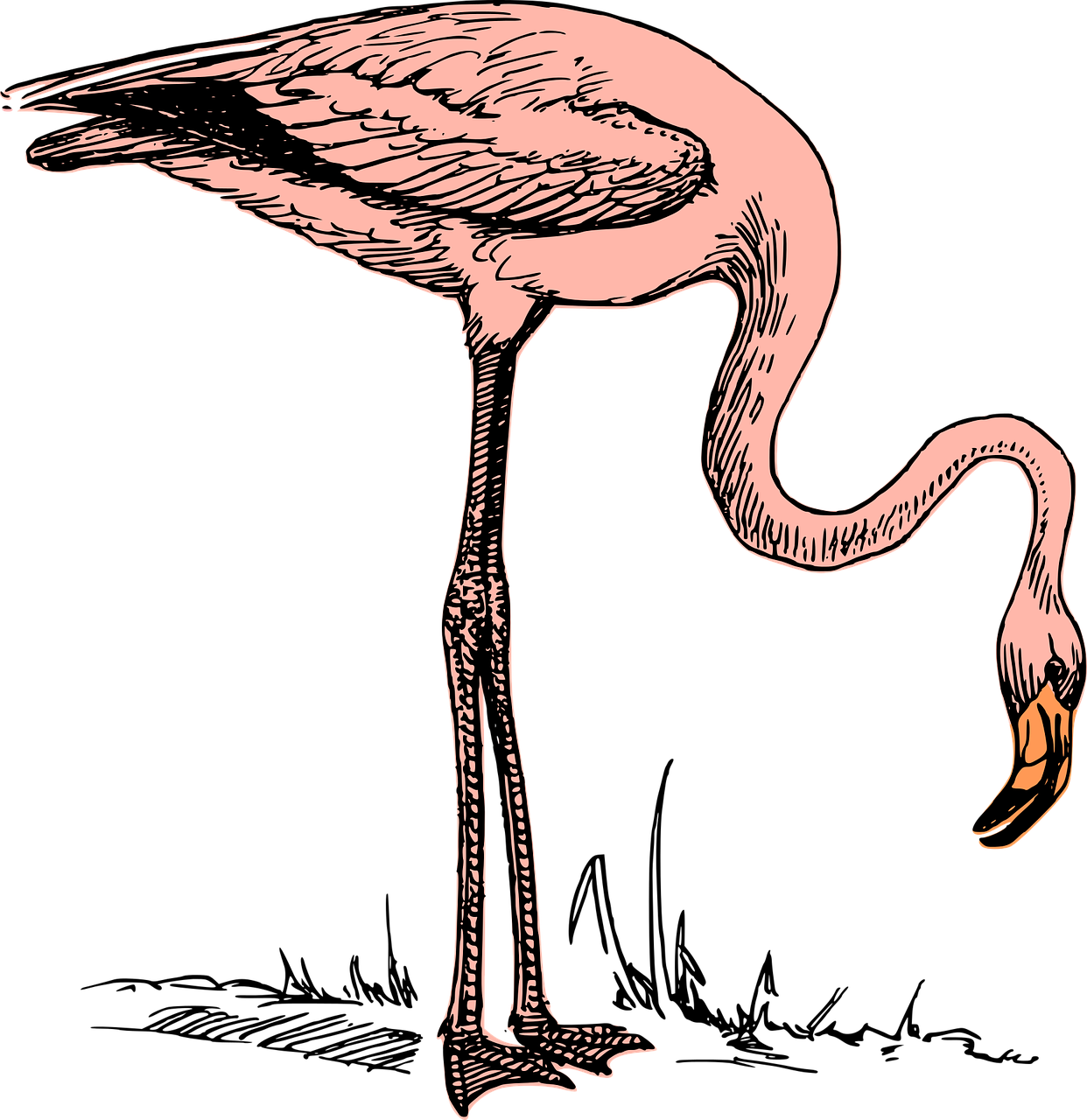 bird flamingo nature free photo