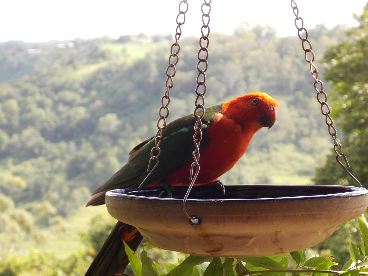 bird lorikeet parrot free photo