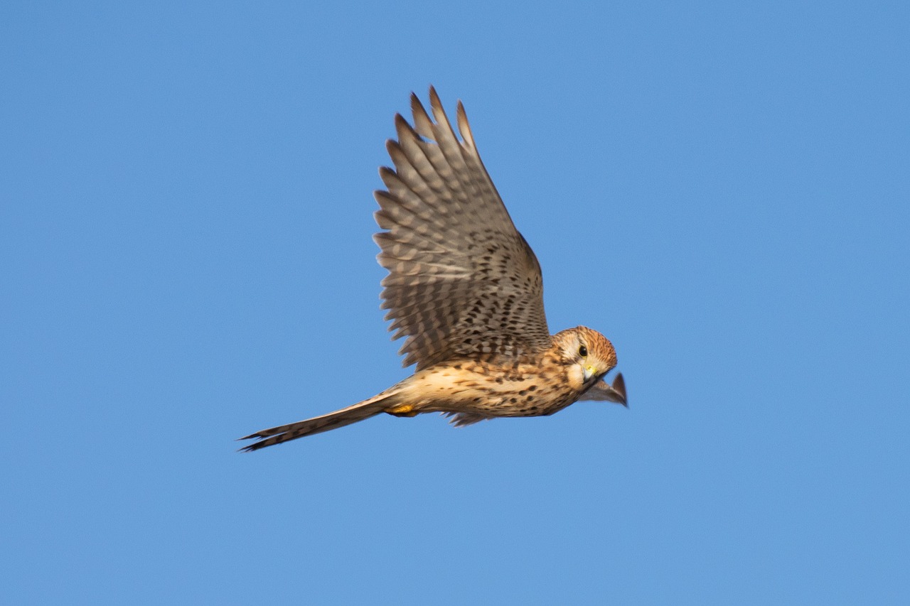bird raptor falcon free photo