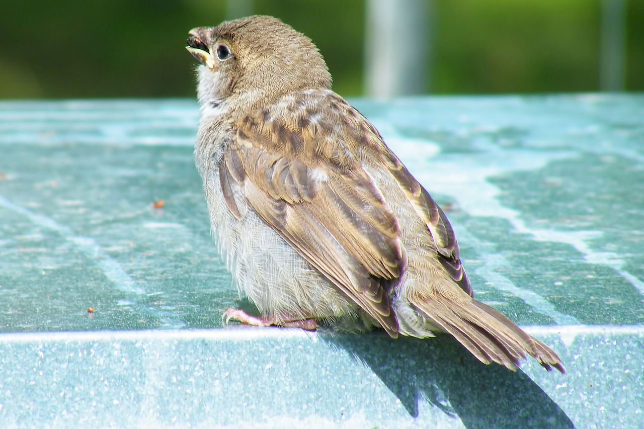 bird sperling sparrow free photo