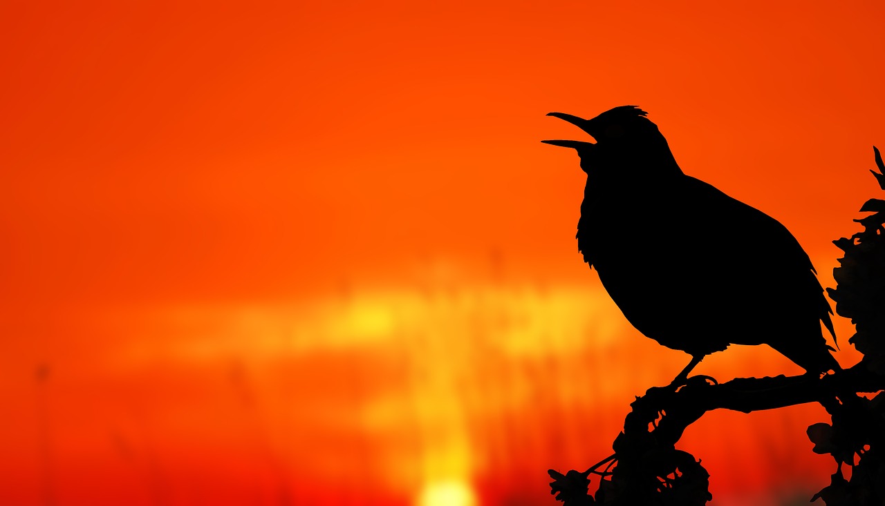bird sunrise silhouette free photo