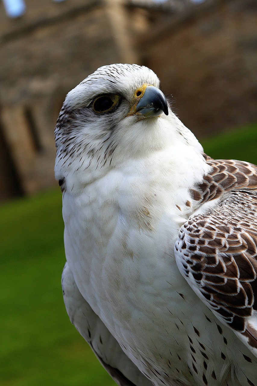 bird eagle hawk free photo