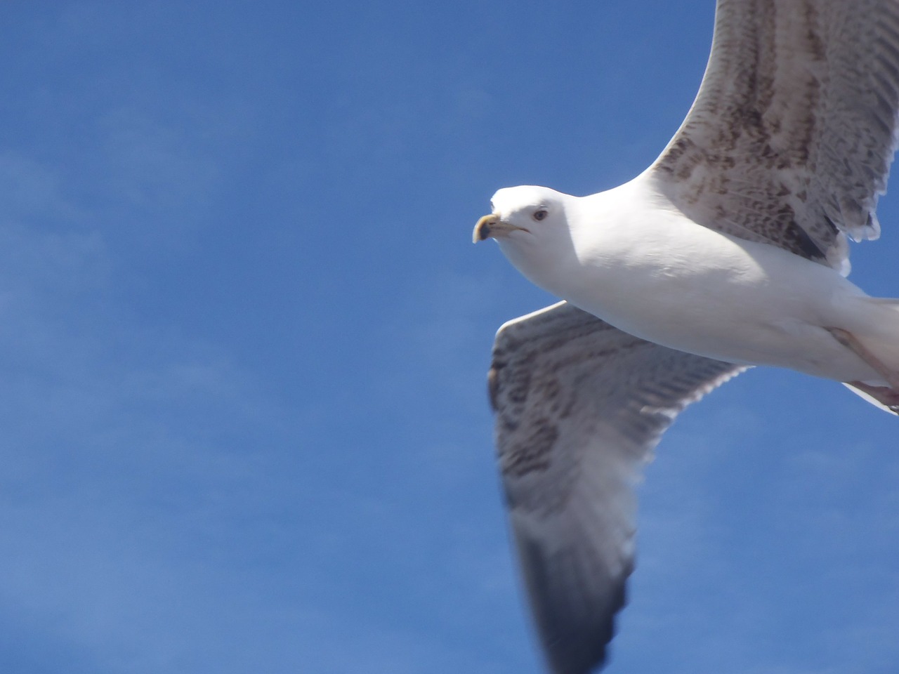 bird seagull istanbul free photo