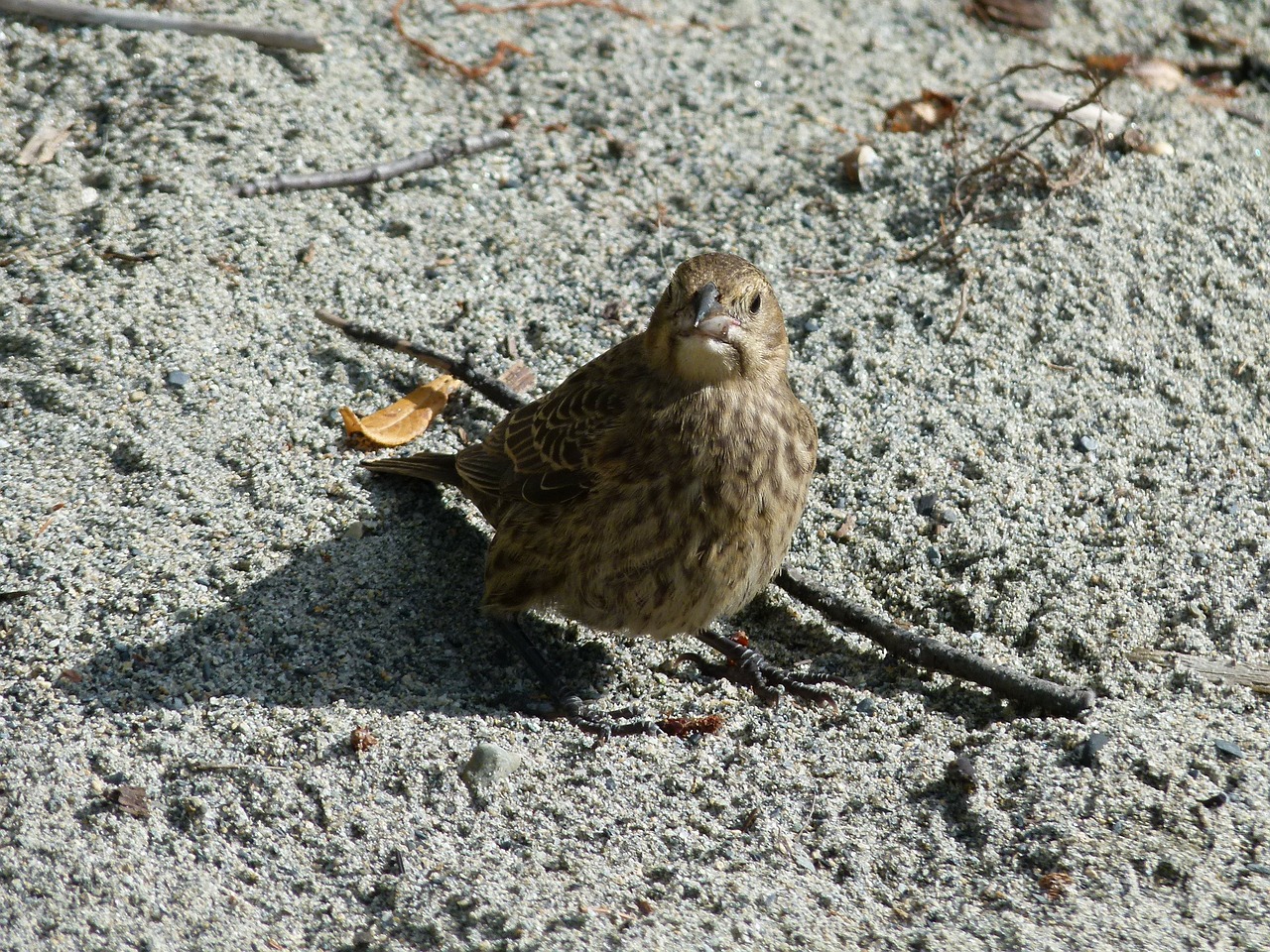 bird feathered animal free photo