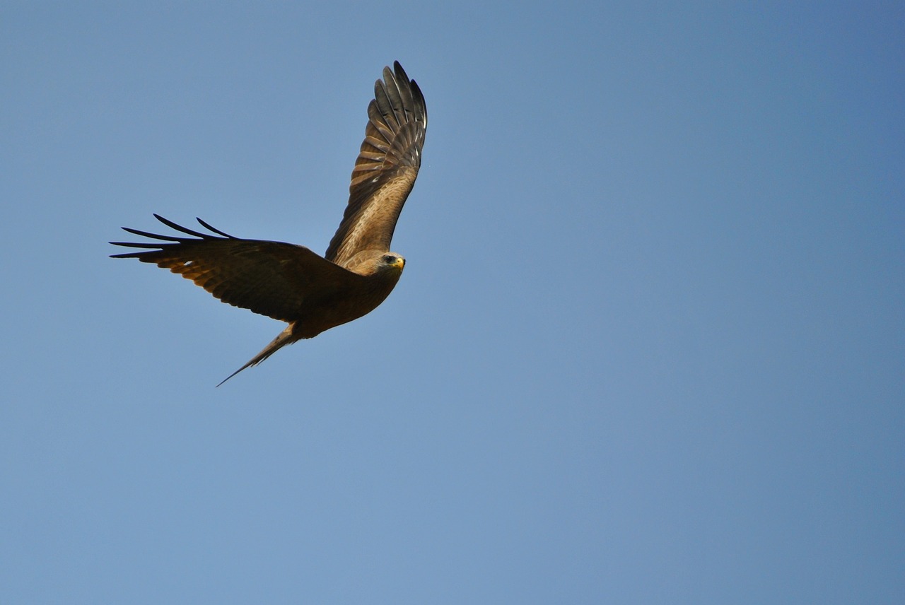 bird flight africa free photo