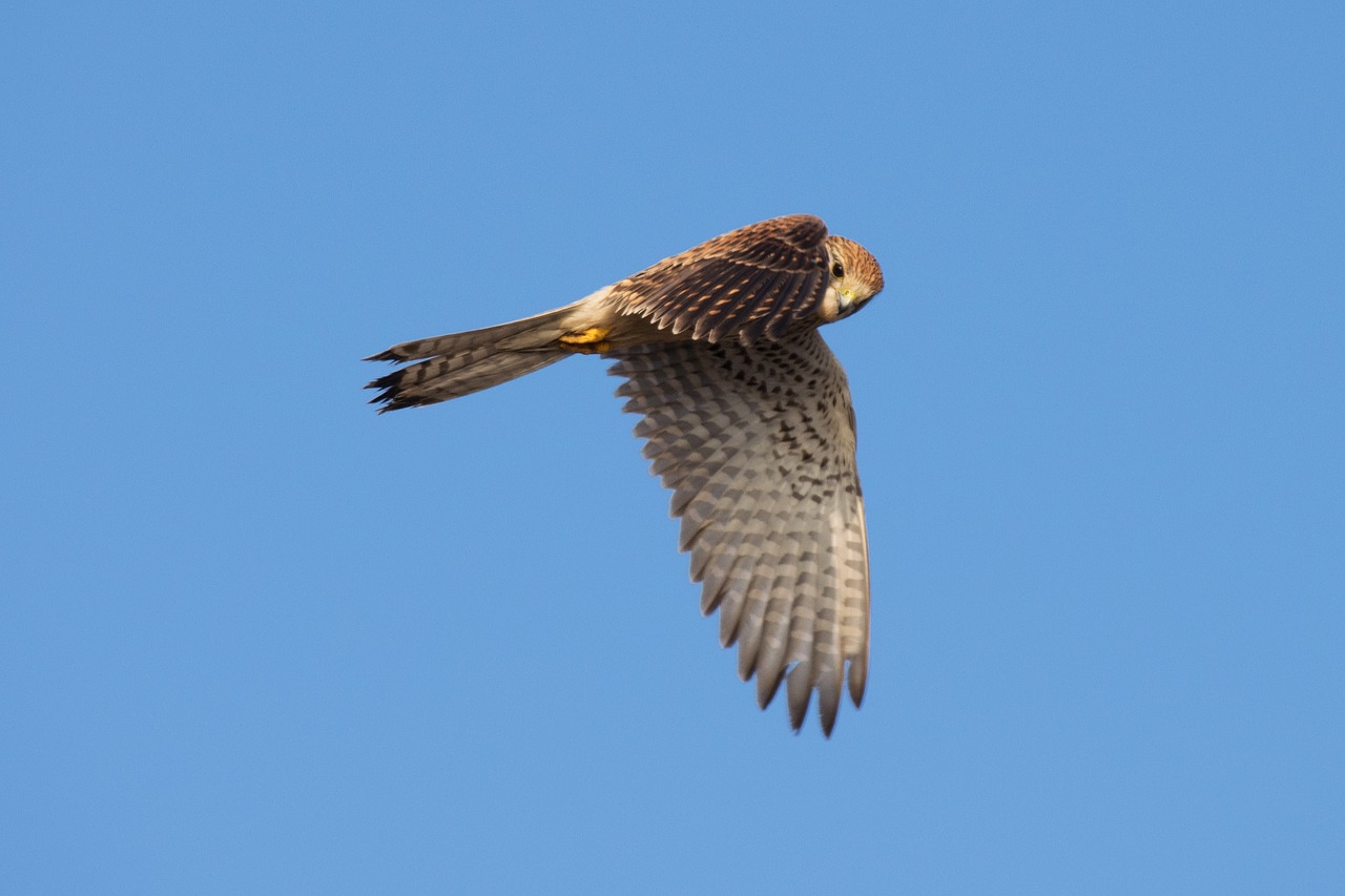 bird raptor falcon free photo