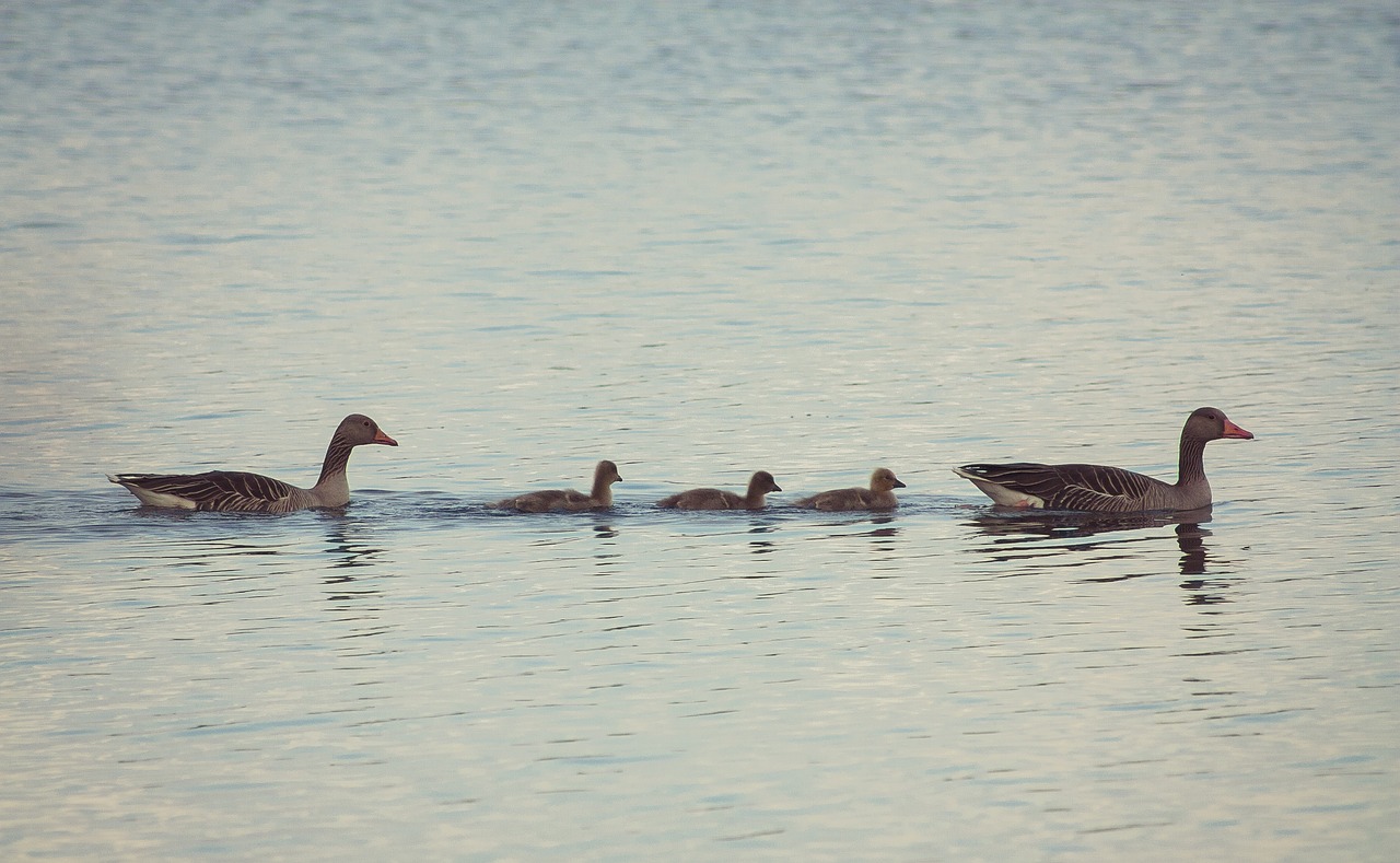 bird nature animal free photo