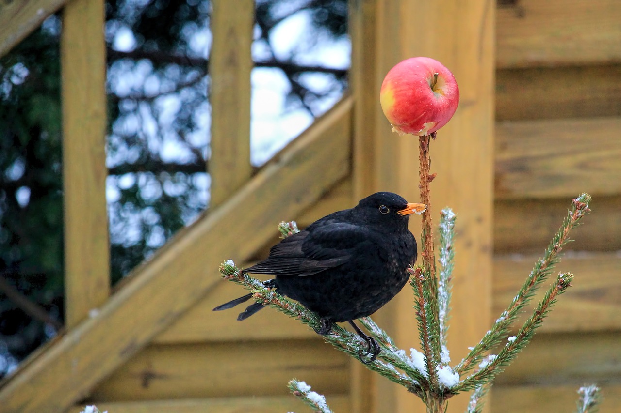 bird blackbird fir free photo