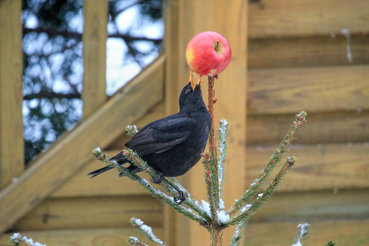 bird blackbird fir free photo