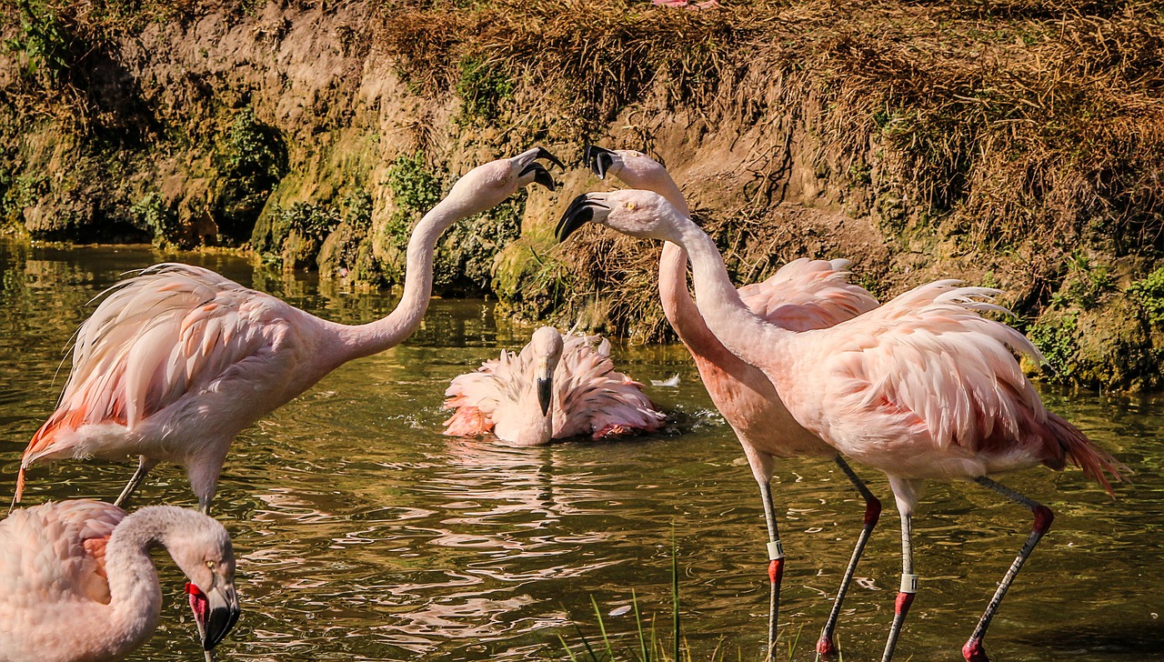bird flamingos squabling altercation free photo