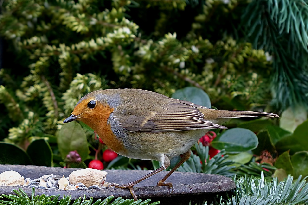 bird songbird robin free photo