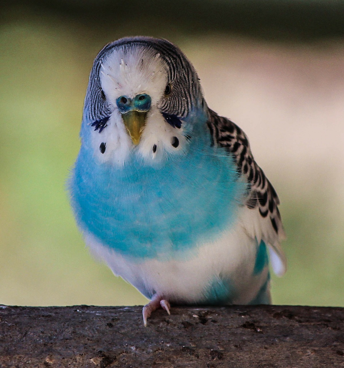 bird blue parakeet parrot free photo