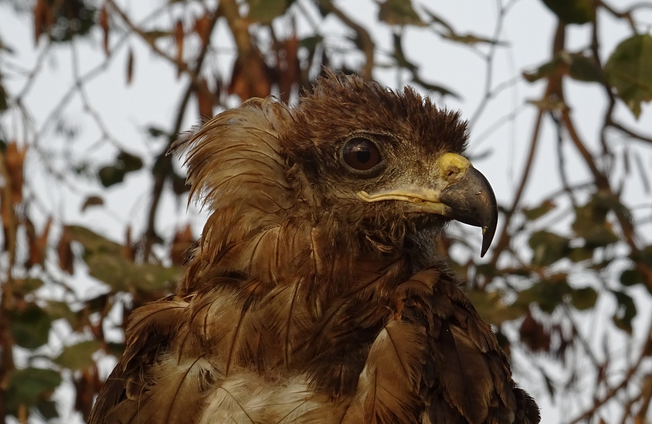 bird portrait avian free photo