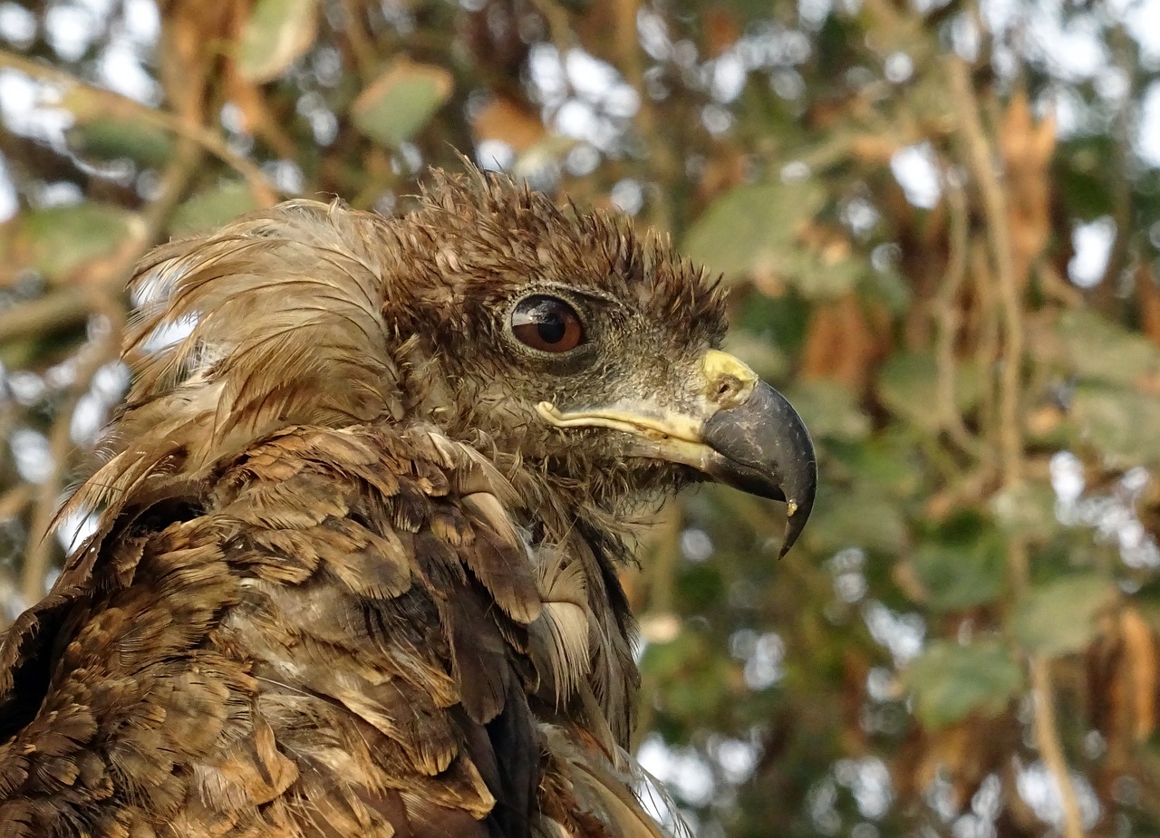 bird portrait avian free photo