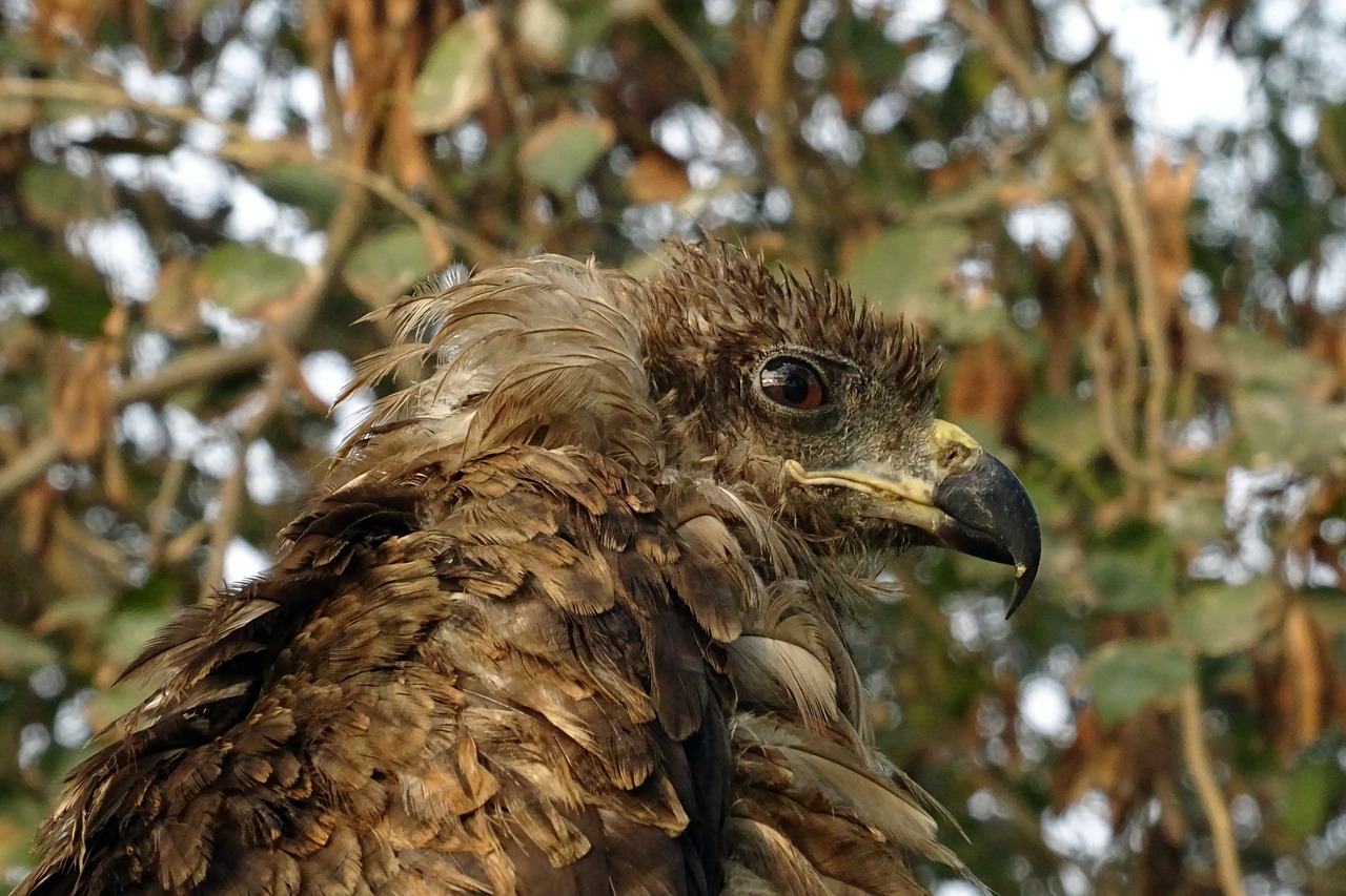 bird portrait avian free photo