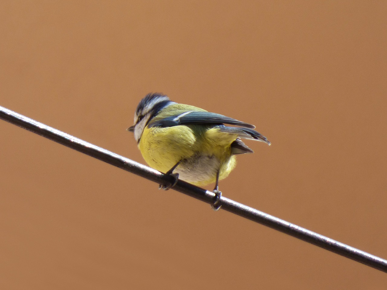 bird chickadee cable free photo